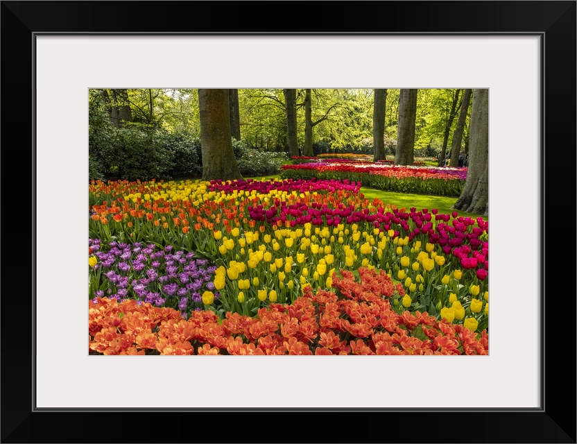 Netherlands, Lisse. Tulips in Keukenhof Gardens.