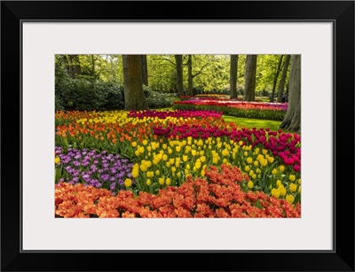 Netherlands, Lisse, Tulips In Keukenhof Gardens