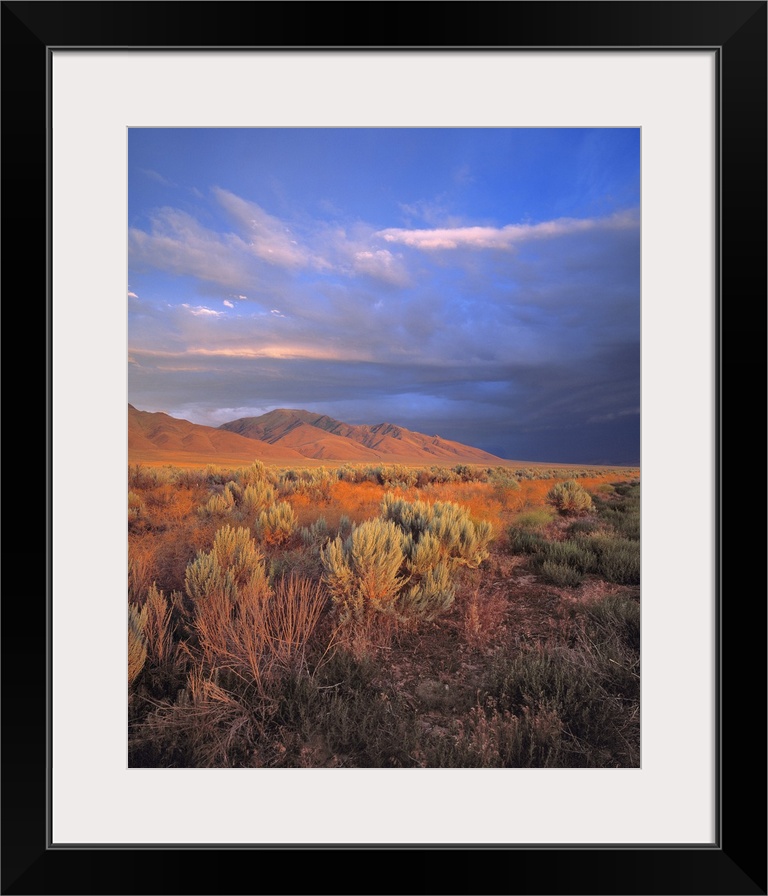 USA, Nevada, Denio. Sunset light colors the sagebrush and the hillsides in the Nevada desert.