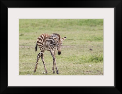 Newborn zebra colt with long skinny legs