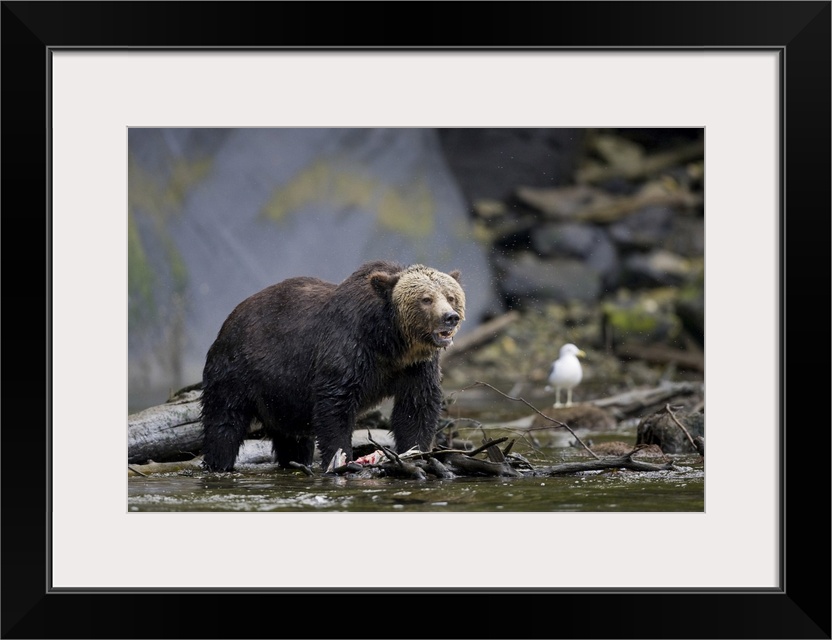 North America, Canada, British Columbia. Grizzly bear eating salmon..