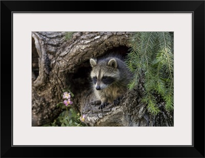 North American Raccoon, In Hollow Log, Procyon Lotor, Montana