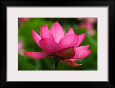 North Carolina; Lotus blossom