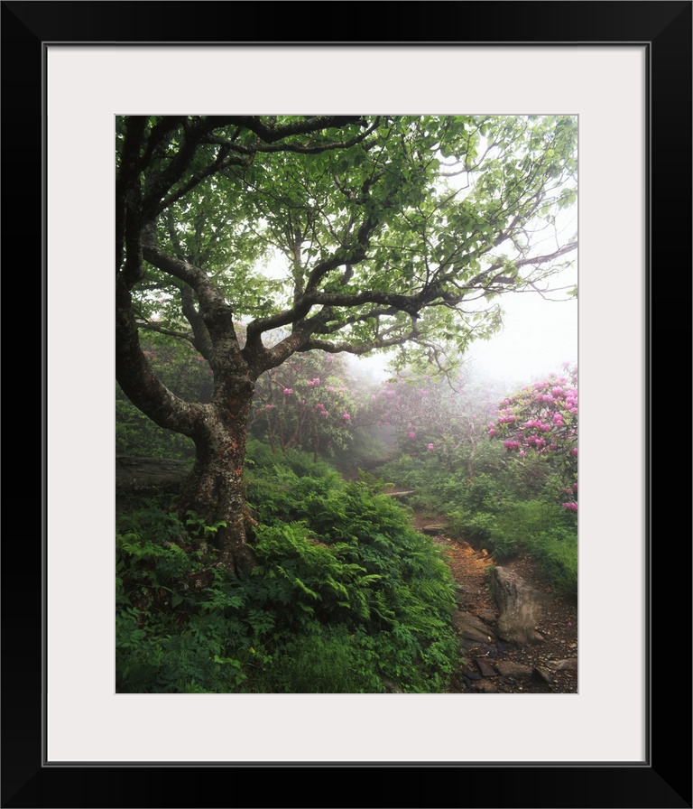 USA, North Carolina, Pisgah National Forest, Pathway between yellow birch and catawba Rhododendron, Craggy gardens