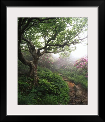 North Carolina, Pisgah National Forest, Craggy gardens