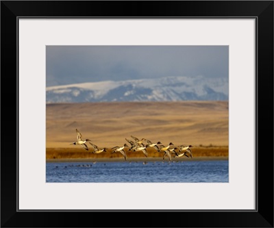 Northern Pintail Ducks In Courtship Flight At Freezeout Lake Near Choteau, Montana, USA