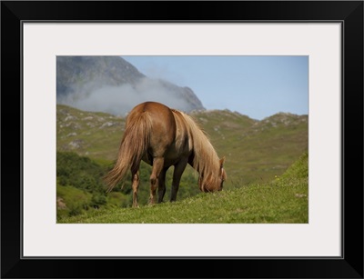 Norway, Nordland, Lofoten Archipelago, Borgelva, Fjord Horse