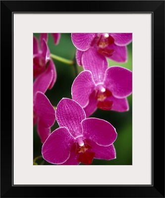 Orchids, Caribbean