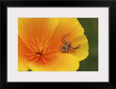 Oregon, Multnomah County. Crab spider on poppy flower