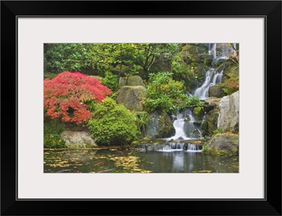 Oregon, Portland. Waterfall flows into koi pond at Portland Japanese Garden