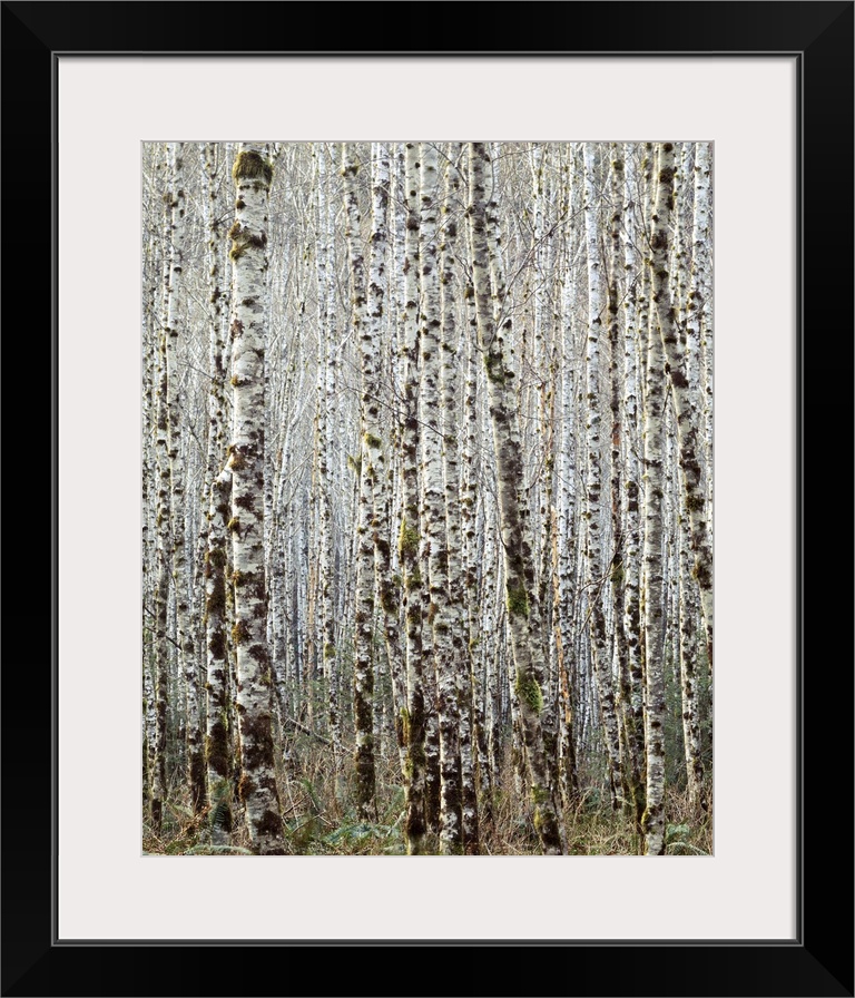 USA, Oregon, Siuslaw National Forest, Red Alder forest