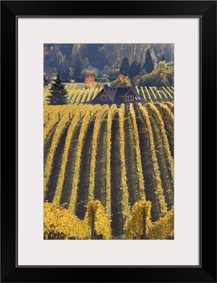 Oregon, Willamette River Valley. Vineyard patterns and buildings of Sokol Blosser Winery