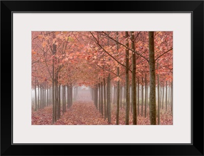 Oregon, Willamette Valley. Rows of autumn-colored maple trees in fog