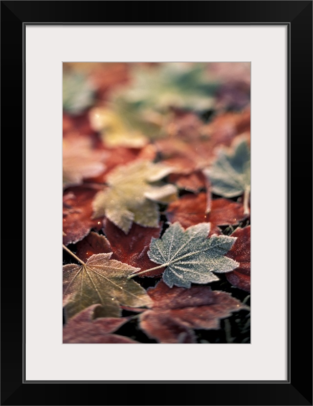 USA, Pacific  Northwest.Japanese maple leaves (Acer Palmatum), selective focus