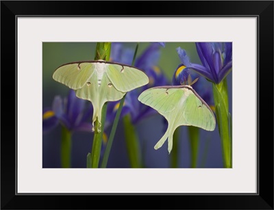 Pair of Luna Silk Moths