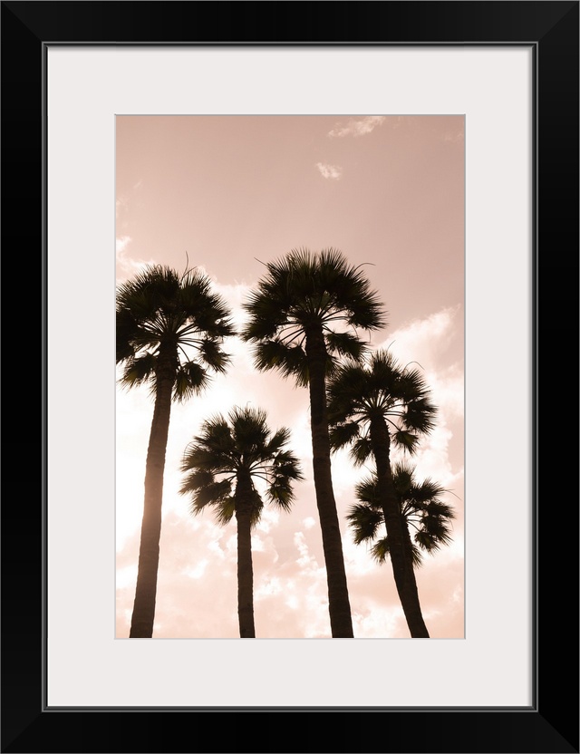 Palm Trees, Luxor, Egypt