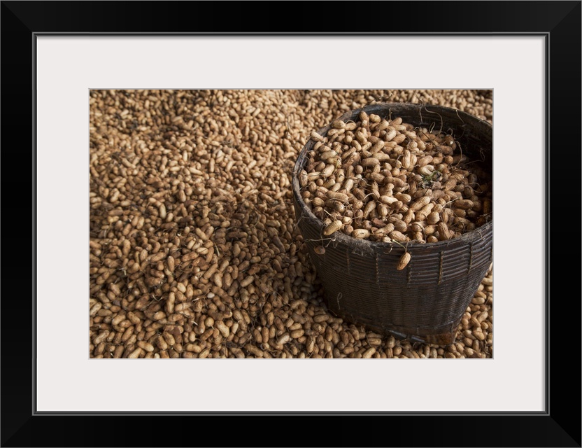 Peanuts Being Harvested In Bagan, Myanmar