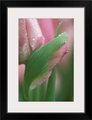 Pink tulip close-up, in garden