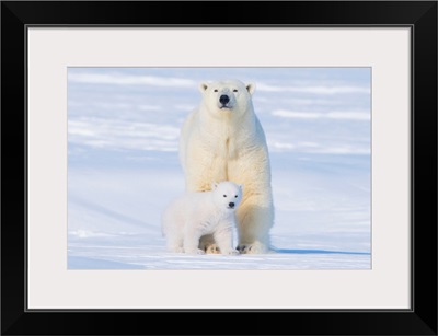 Polar Bear And Cub, Alaska, 1002 Area Of The Arctic National Wildlife Refuge