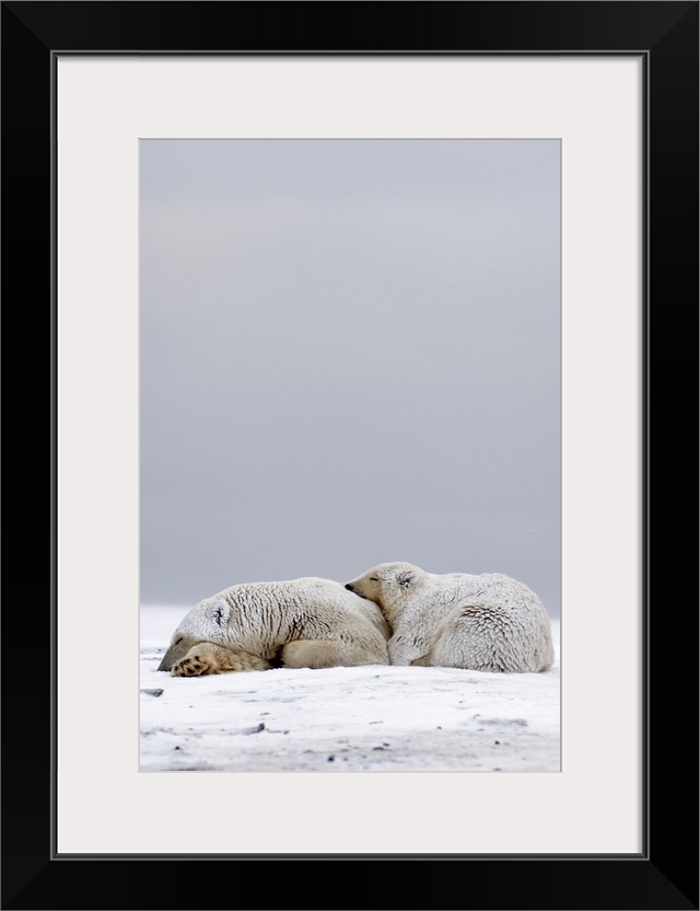 Polar bear (Ursus maritimus), sow with cub sleeping on the pack ice, 1002 coastal plain, Arctic National Wildlife Refuge, ...