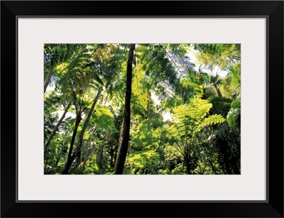 Puerto Rico, El Junque Rainforest National Park