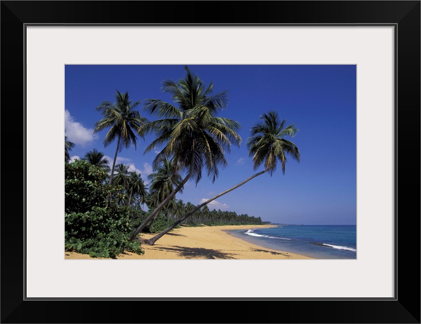 CARIBBEAN, Puerto Rico.Palm tree lined coastline