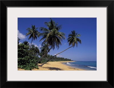 Puerto Rico Palm tree lined coastline