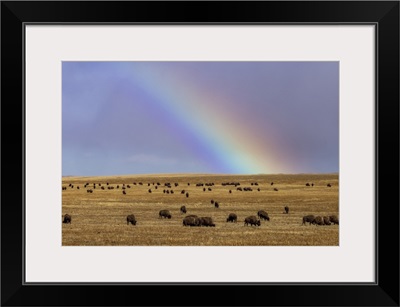 Rainbow Over The Blackfeet Nation Bison Herd Near Browning, Montana, USA