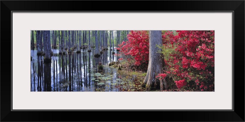 USA, South Carolina, Cypress Gardens. Red azaleas and pond lilies bloom in the spring at Cypress Gardens near Charleston, ...