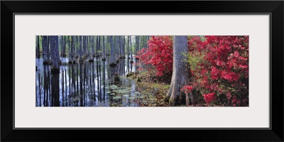 Red azaleas and pond lilies blooming, Cypress Gardens, South Carolina