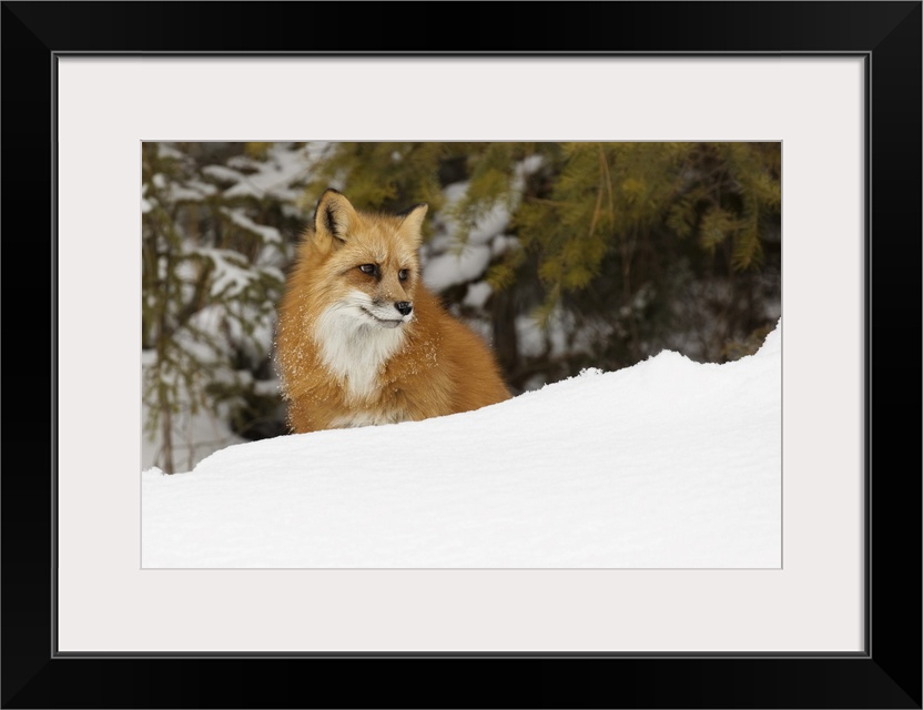 Red fox in deep winter snow, vulpes vulpes, controlled situation, Montana.