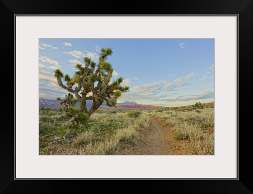 Joshua tree foreground on First creek canyon trail at Red Rocks Canyon National Conservation Area , Nevada