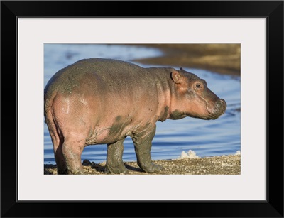 Reddish very young hippo stands on shoreline of Lake Ndutu