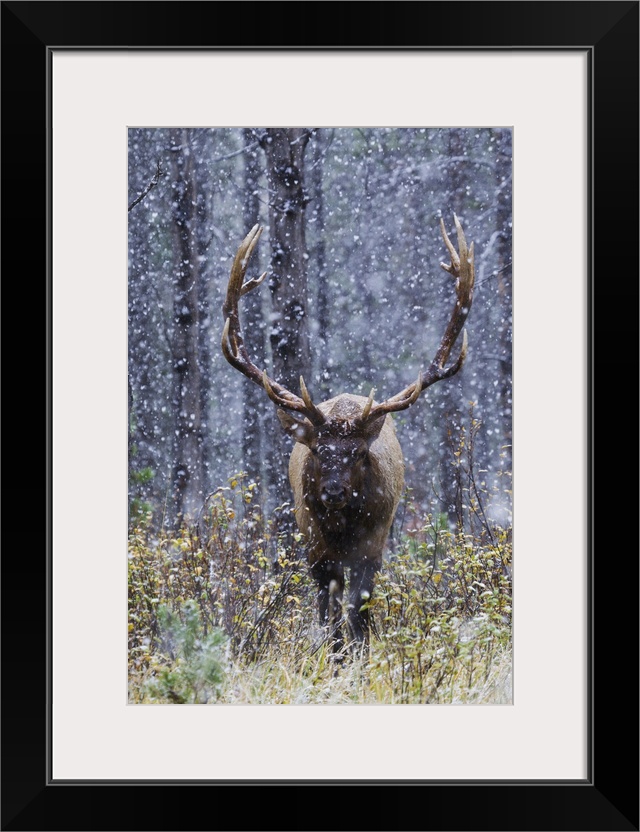 Rocky Mountain bull elk autumn snow storm.