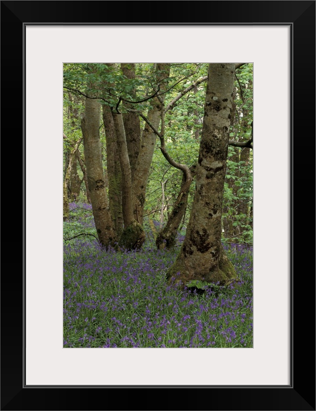 Scotland, Isle of Skye, Ardvasar..Forest landscape with bluebells.