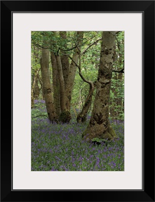 Scotland, Isle of Skye, Ardvasar. Forest landscape with bluebells