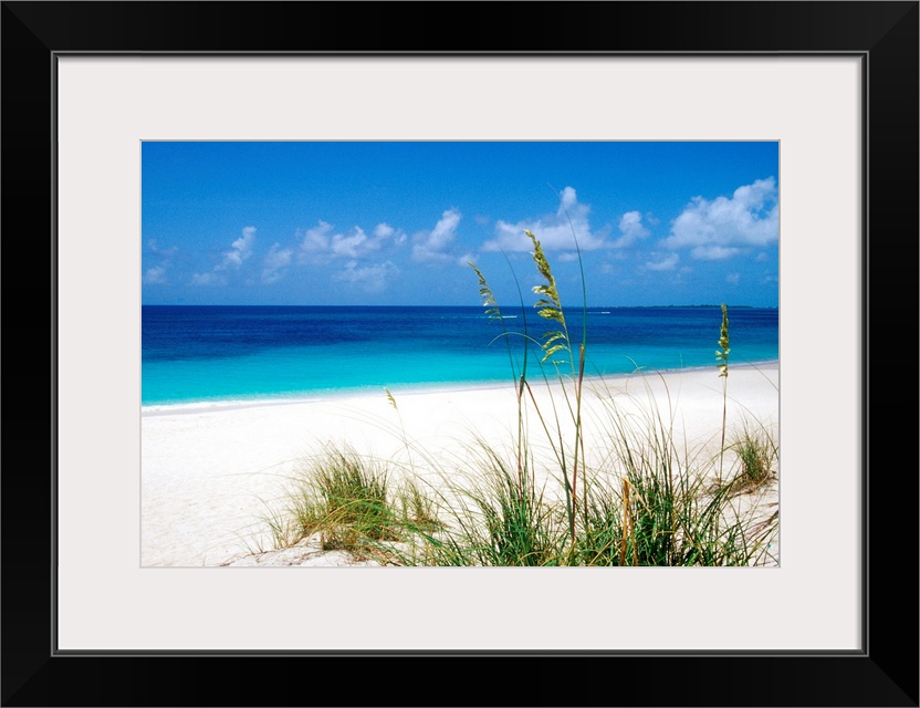 Sea oats, pink sand beach, Eleuthera Island, Bahamas.