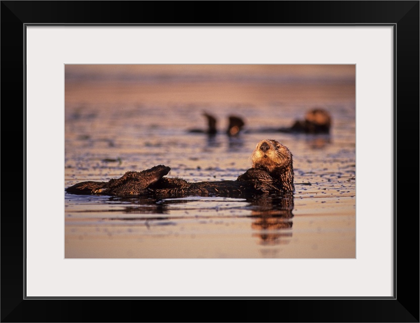 Sea Otters, Enhydra lutris