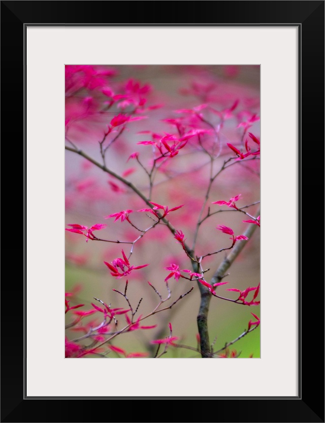 Selective Focus on Spring Tree