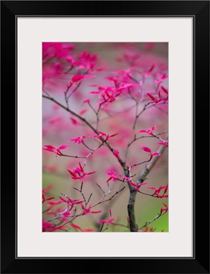 Selective Focus on Spring Tree