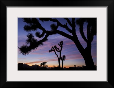 Silhouettes Of Joshua Trees At Sunset, Joshua Tree National Park, California