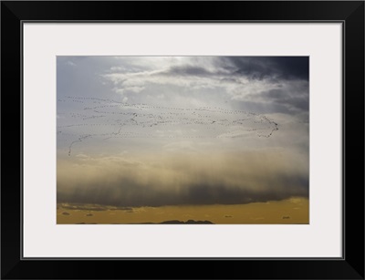 Snow geese in flight during spring migration, Montana