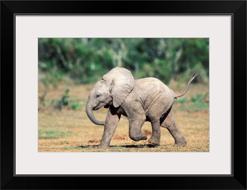 South Africa, Addo Elephant Nat'l Park. Baby elephants by water hole.