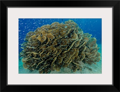 South Pacific, Solomon Islands, Reefscape Of Fish And Corals