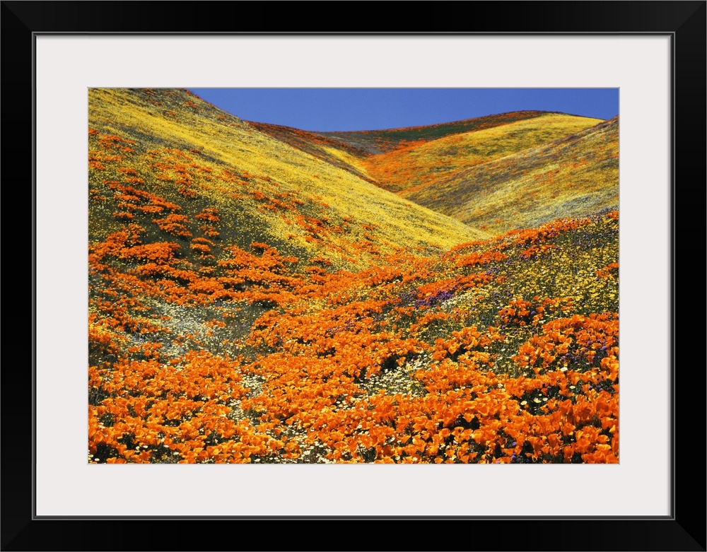 USA, Southern California, View of California golden poppy at Tehachapi mountains