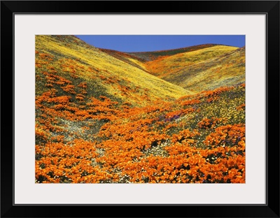 Southern California, View of California golden poppy at Tehachapi mountains