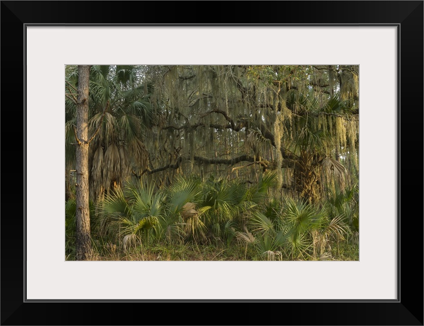 Coastal forest with Spanish moss (Tillandsia usneoides) growing upon Southern Live Oak (Quercus Virginiana) and Saw palmet...