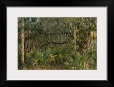 Spanish moss growing upon Southern Live Oak and Saw palmetto, Georgia