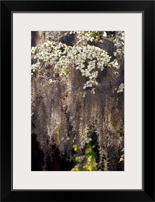 Spanish moss hanging from flowering dogwood