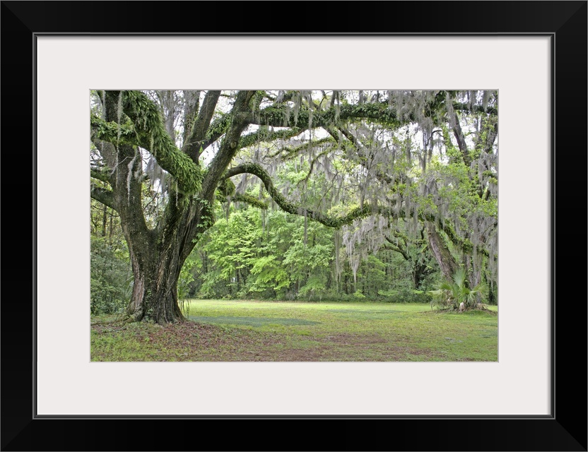 Spanish moss in oak trees at Alfred Maclay Gardens State Park Tallahassee Florida